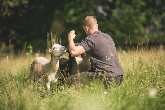Ein Jugendlicher streichelt unsere Schafe. Es geht darum, Grenzen zu erfahren und Abenteuer gemeinsam zu bestehen.